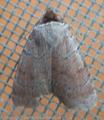 Protolampra rufipectus