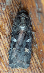 Actebia fennica