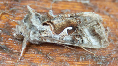 Autographa pseudogamma