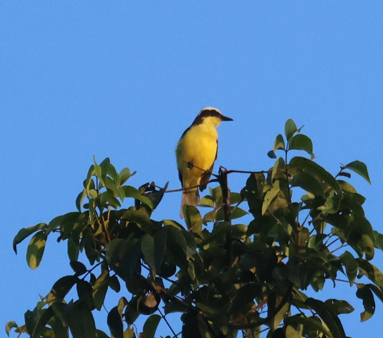 Yellow-throated Flycatcher illustration