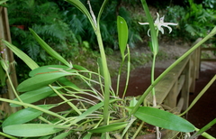 Prosthechea baculus