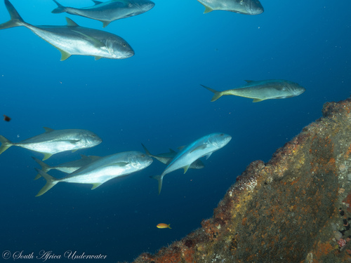 Blacktip kingfish (Caranx heberi) — Carangidae