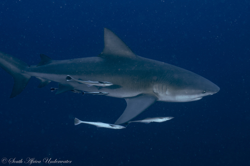 Bull Shark, photo 7 of 7