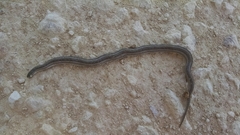 Tropidoclonion lineatum