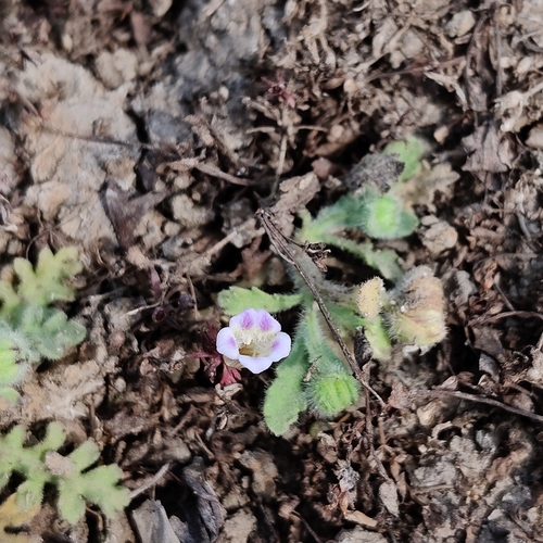 Limnophila indica observed 2025-02-03