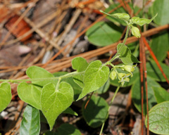 Matelea pubiflora