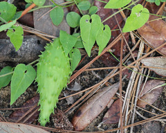 Matelea pubiflora