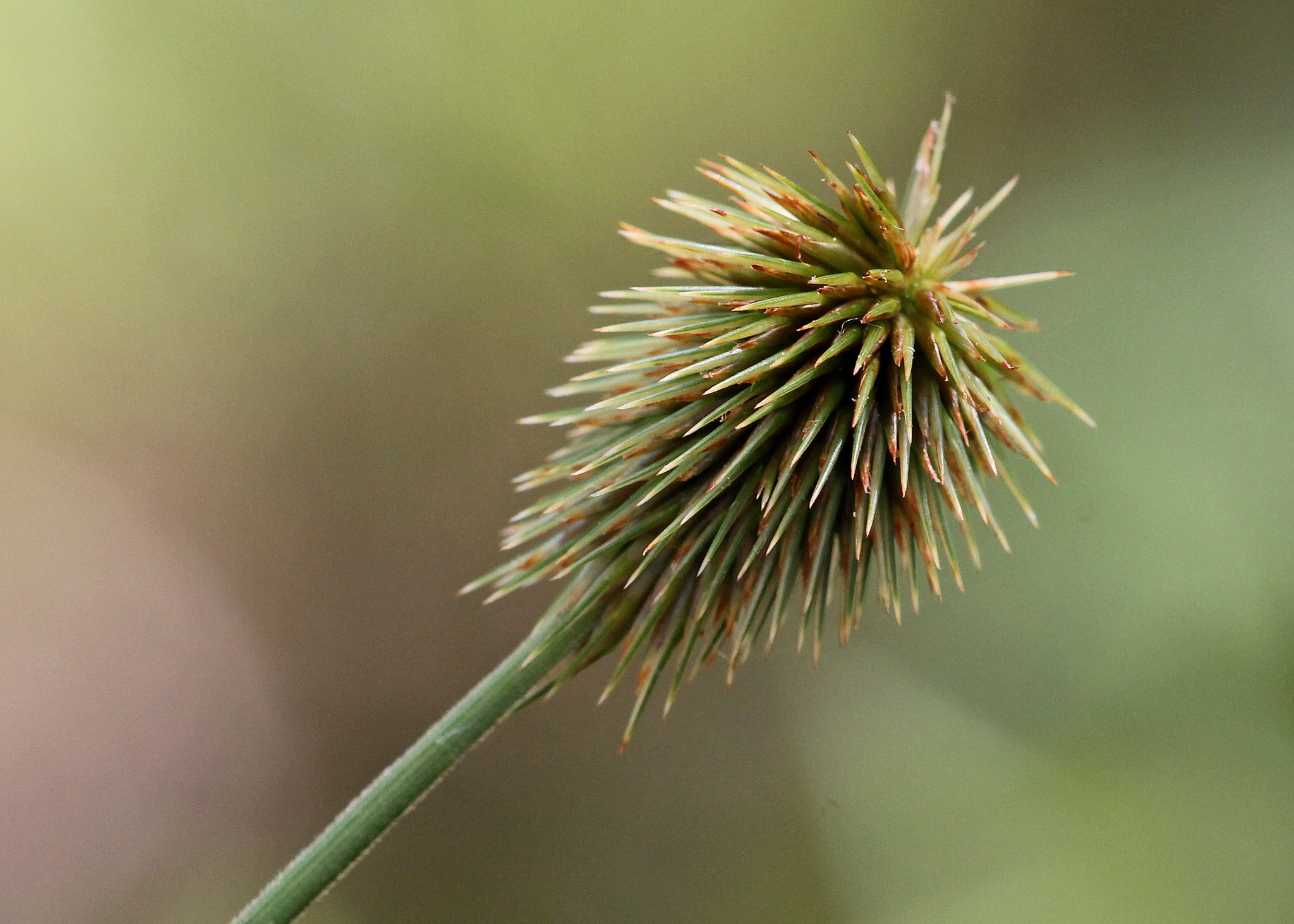 Cyperus plukenetii