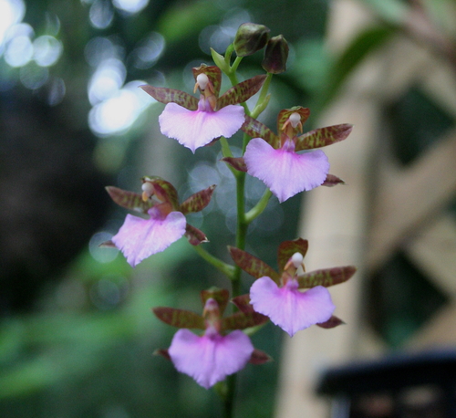 Rhynchostele bictoniensis