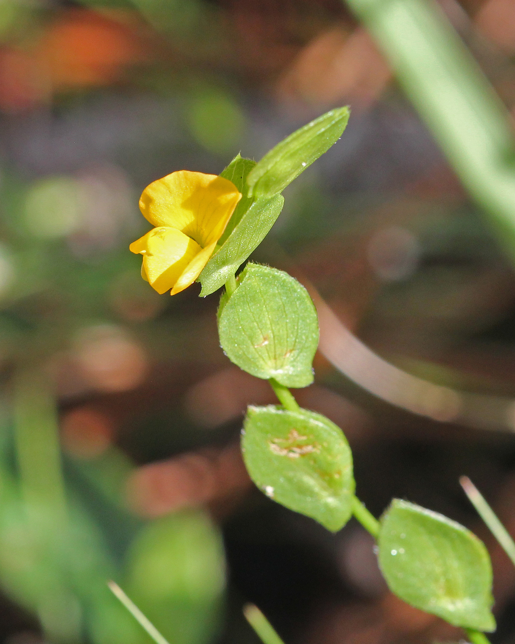 Zornia bracteata