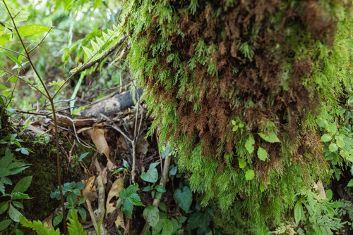 Abrodictyum cumingii observed 2024-08-22