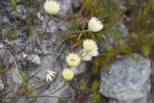 Image of Edmondia sesamoides by (c) Justin Ponder, some rights reserved (CC BY)