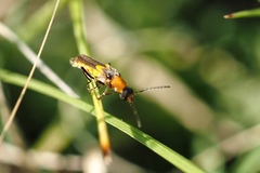 Belotus abdominalis