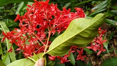 Ixora casei