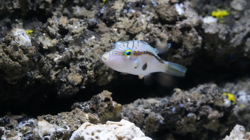 Undermarked toby (Canthigaster inframacula) — Tetraodontidae