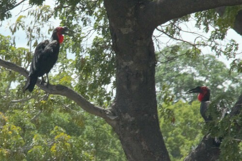 Southern Ground Hornbill