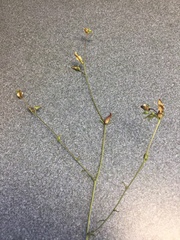 Cordylanthus nevinii