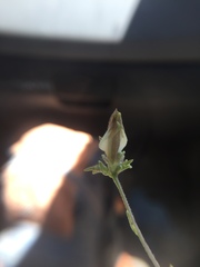 Cordylanthus nevinii