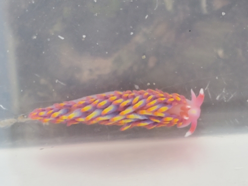 Gaudy Babakina