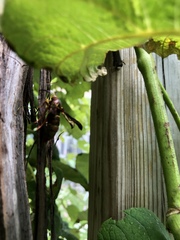 Vitacea polistiformis