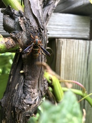 Vitacea polistiformis