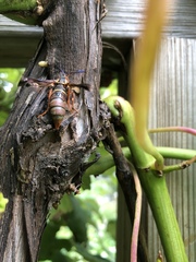 Vitacea polistiformis