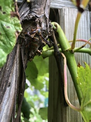 Vitacea polistiformis