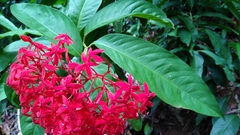Ixora casei