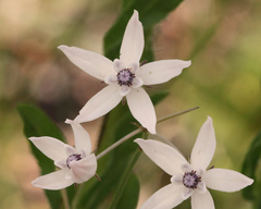 Asclepias feayi