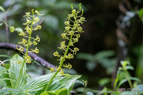 Sootenzanensis Orchid