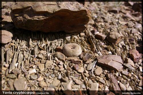 Yavia cryptocarpa