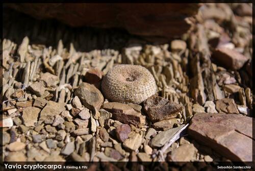 Yavia cryptocarpa