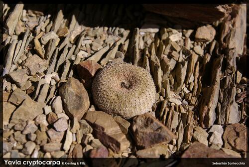 Yavia cryptocarpa