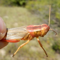 Melanoplus foedus