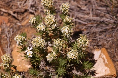 Leptosiphon nuttallii pubescens