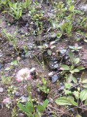 Bombus centralis