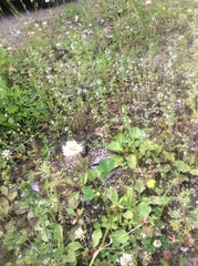 Bombus centralis