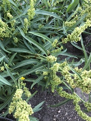 Rumex californicus