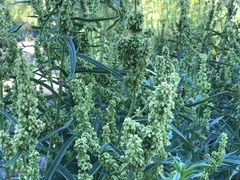 Rumex californicus
