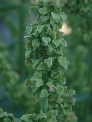 Rumex californicus