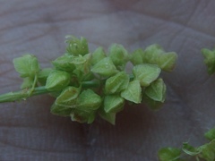 Rumex californicus