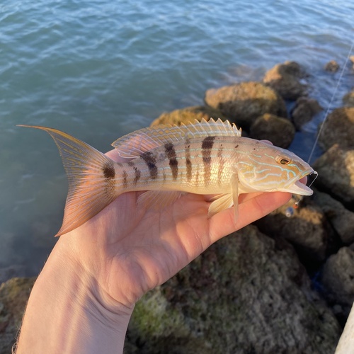 Sand Perch