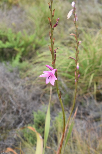Foto de Watsonia