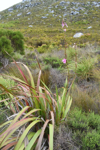 Foto de Watsonia