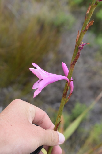 Image of Watsonia borbonica by (c) Justin Ponder, some rights reserved (CC BY)