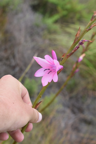 Foto de Watsonia