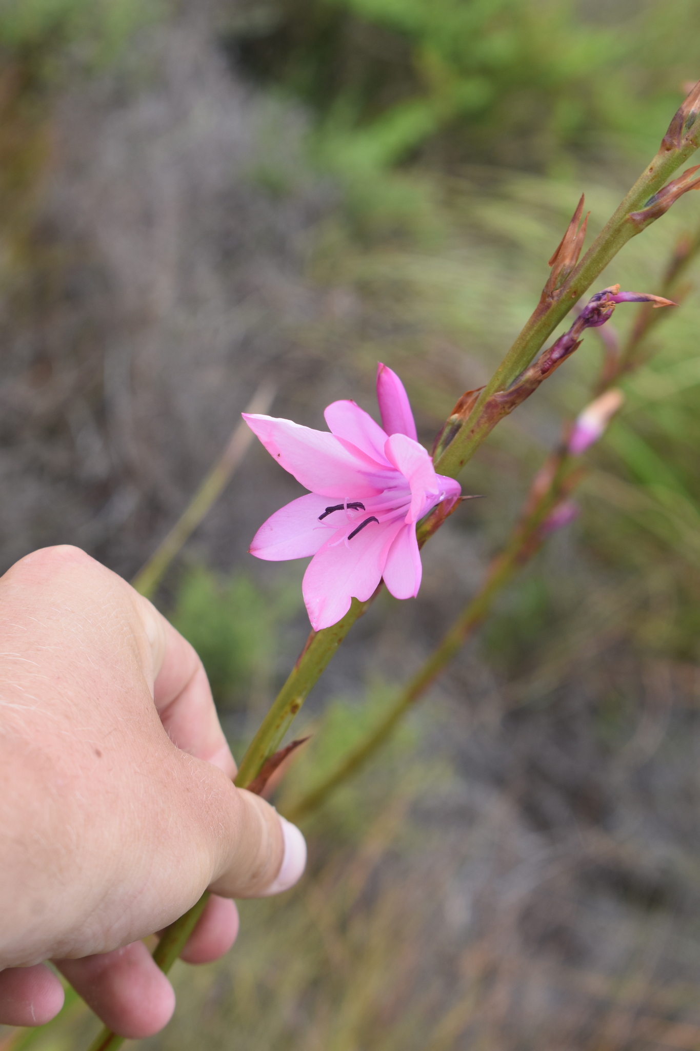 Imagem de Watsonia