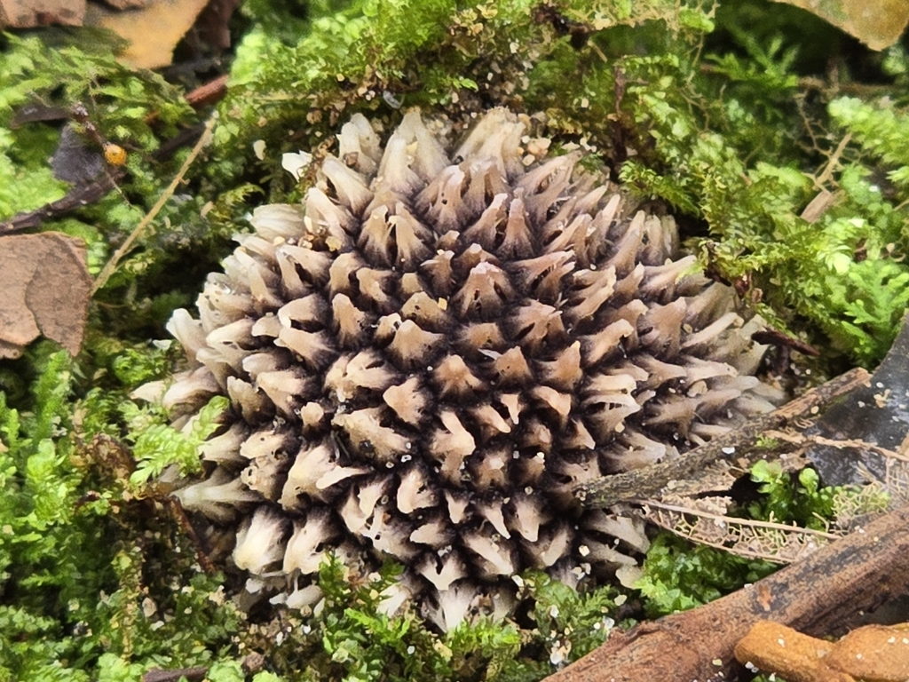 Scleroderma stellatum · February 2025 · photo: © alan_rockefeller (iNaturalist, cc-by-sa)