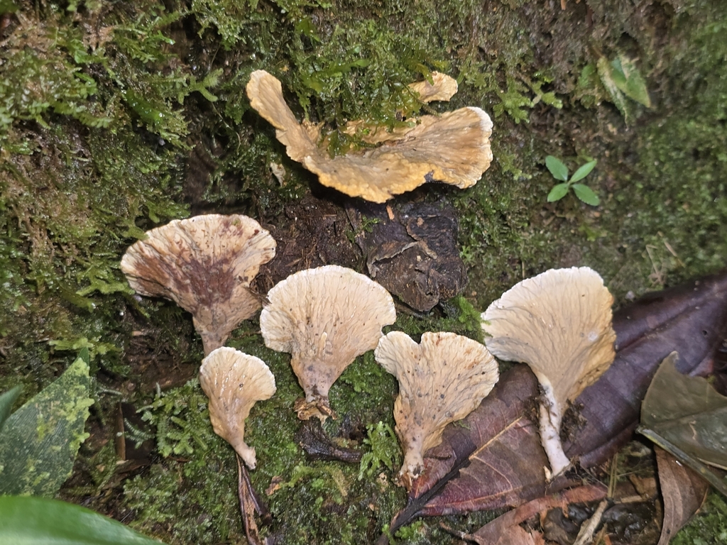 Cymatoderma dendriticum · February 2025 · photo: © alan_rockefeller (iNaturalist, cc-by-sa)