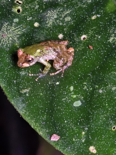 James Peters' Rainfrog, Pristimantis petersioides